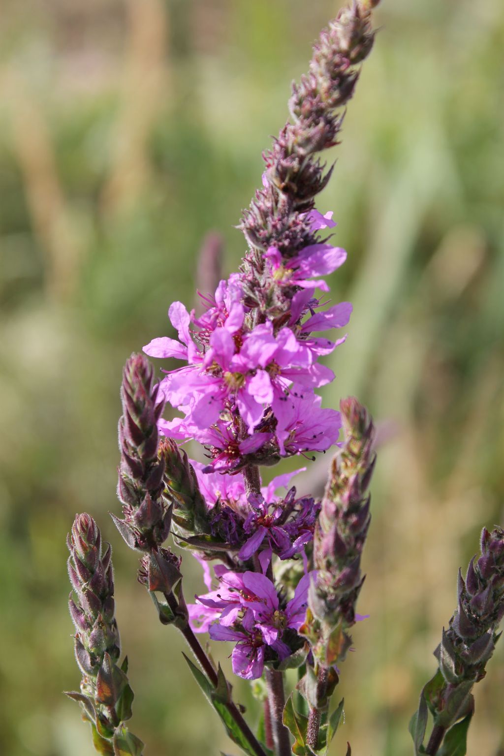 Lythrum salicaria